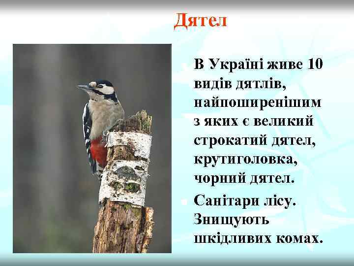 Дятел n n В Україні живе 10 видів дятлів, найпоширенішим з яких є великий