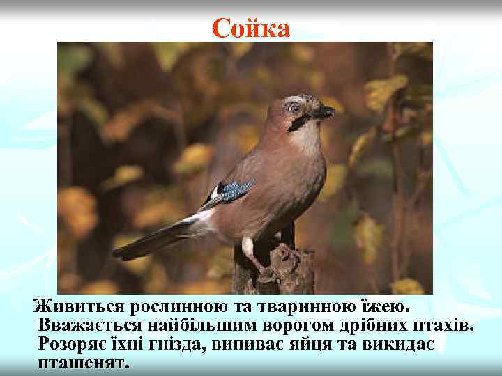 Сойка Живиться рослинною та тваринною їжею. Вважається найбільшим ворогом дрібних птахів. Розоряє їхні гнізда,