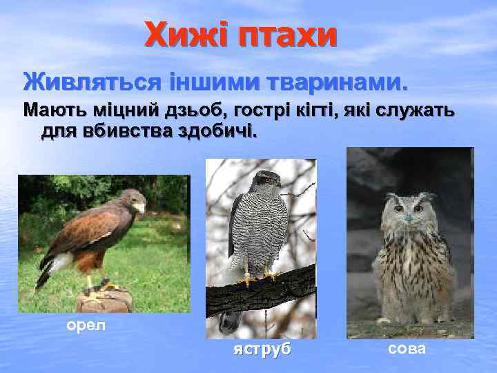 Хижі птахи Живляться іншими тваринами. Мають міцний дзьоб, гострі кігті, які служать для вбивства