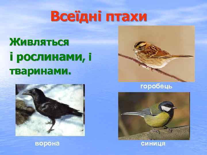 Всеїдні птахи Живляться і рослинами, і тваринами. горобець ворона синиця 