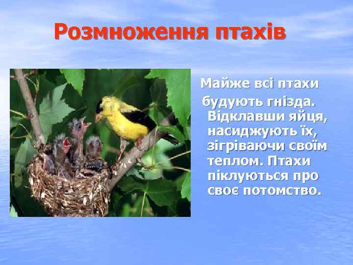 Розмноження птахів Майже всі птахи будують гнізда. Відклавши яйця, насиджують їх, зігріваючи своїм теплом.