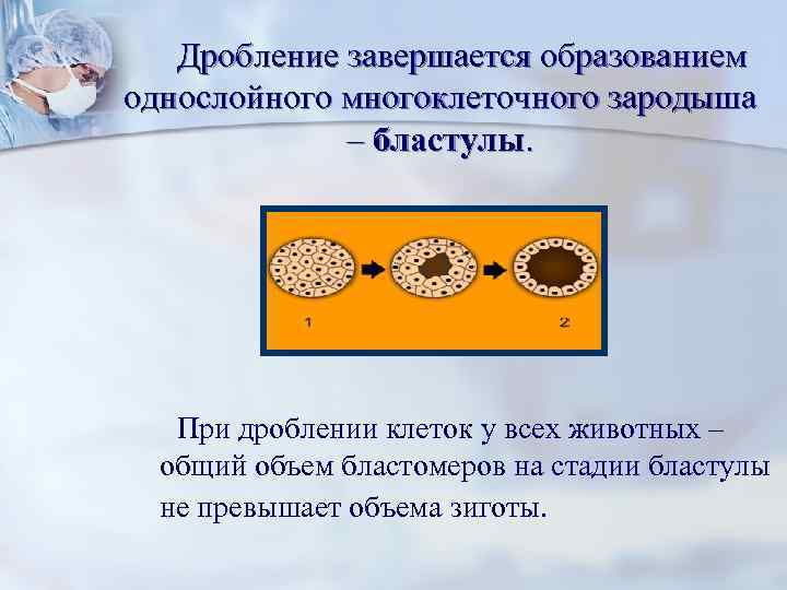 Дробление завершается образованием однослойного многоклеточного зародыша – бластулы. При дроблении клеток у всех животных