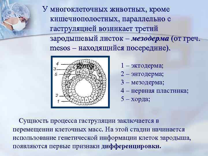 У многоклеточных животных, кроме кишечнополостных, параллельно с гаструляцией возникает третий зародышевый листок – мезодерма