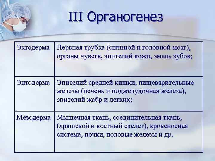 III Органогенез Эктодерма Нервная трубка (спинной и головной мозг), органы чувств, эпителий кожи, эмаль