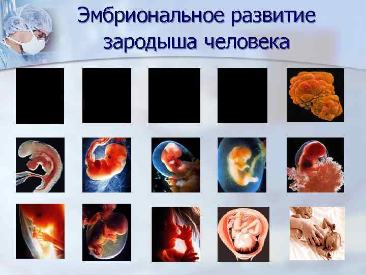 Эмбриональное развитие зародыша человека 