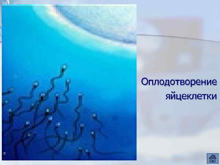 Оплодотворение яйцеклетки 