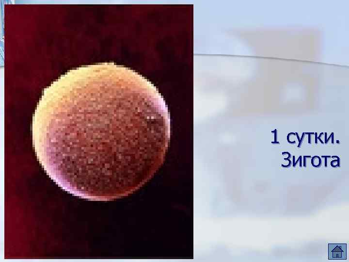 1 сутки. Зигота 