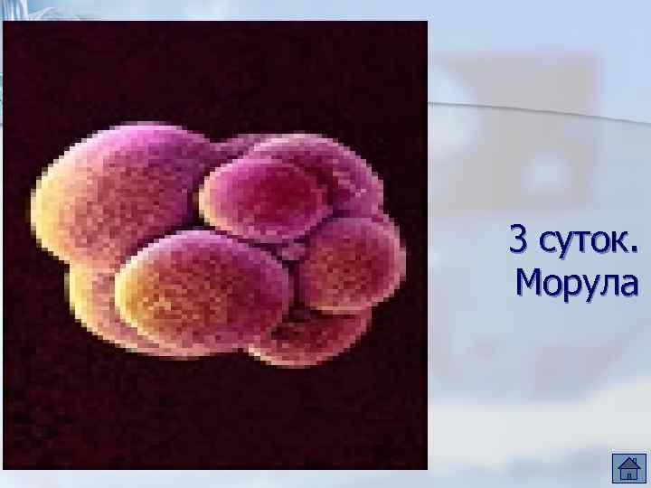 3 суток. Морула 