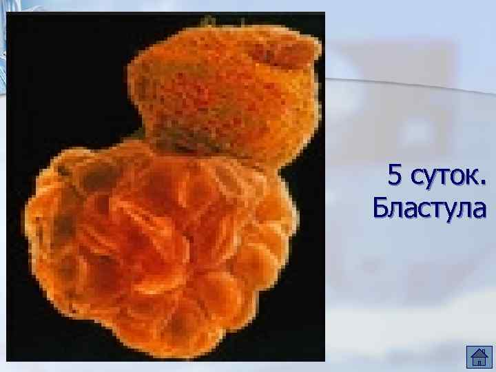 5 суток. Бластула 