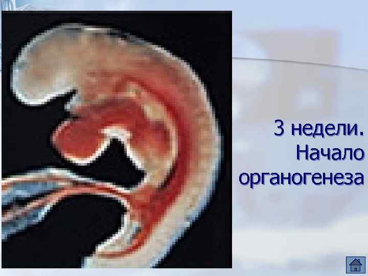 3 недели. Начало органогенеза 