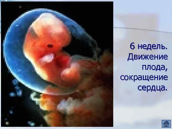 6 недель. Движение плода, сокращение сердца. 