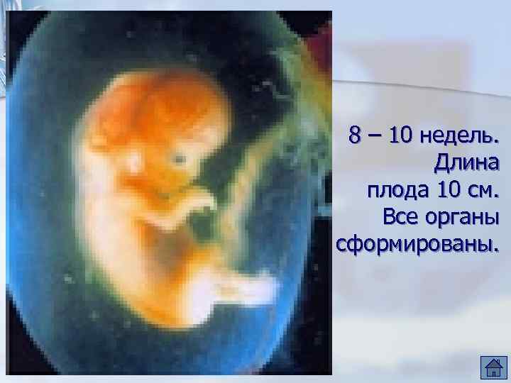 8 – 10 недель. Длина плода 10 см. Все органы сформированы. 