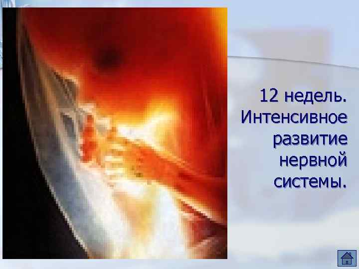 12 недель. Интенсивное развитие нервной системы. 
