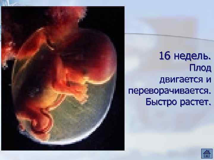 16 недель. Плод двигается и переворачивается. Быстро растет. 