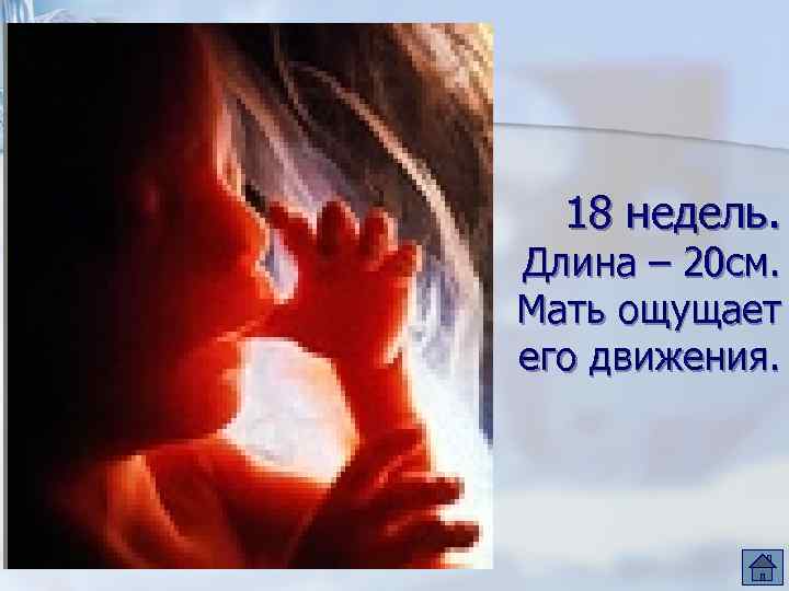18 недель. Длина – 20 см. Мать ощущает его движения. 