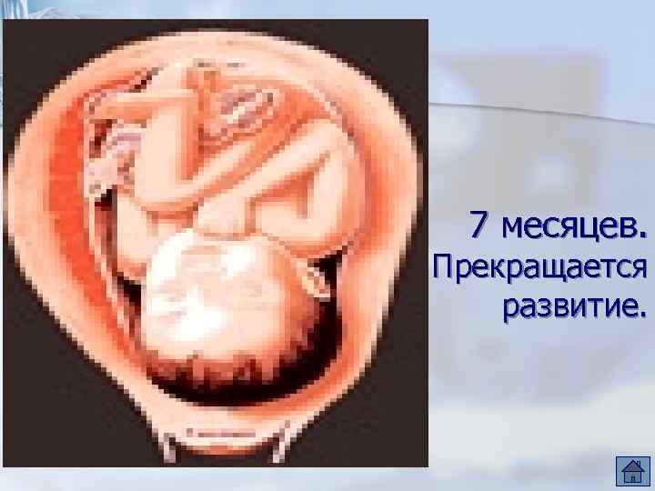 7 месяцев. Прекращается развитие. 
