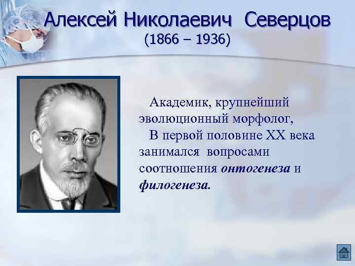 Алексей Николаевич Северцов (1866 – 1936) Академик, крупнейший эволюционный морфолог, В первой половине XX