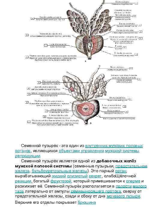 1 мужские половые железы. Предстательная железа и семенные пузырьки анатомия. Схема строения предстательной железы. Семенные пузырьки предстательная железа бульбоуретральная железа. Строение и функция предстательной железы и семенных пузырьков.