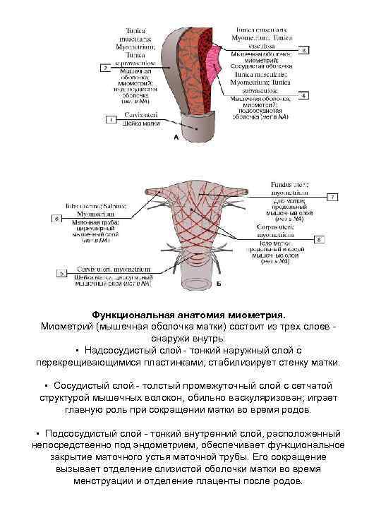 Оболочки матки