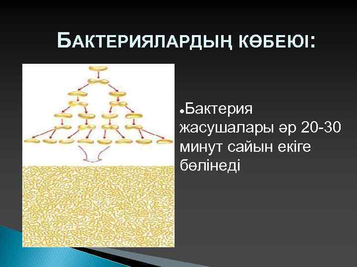 БАКТЕРИЯЛАРДЫҢ КӨБЕЮІ: Бактерия жасушалары әр 20 -30 минут сайын екіге бөлінеді ● 