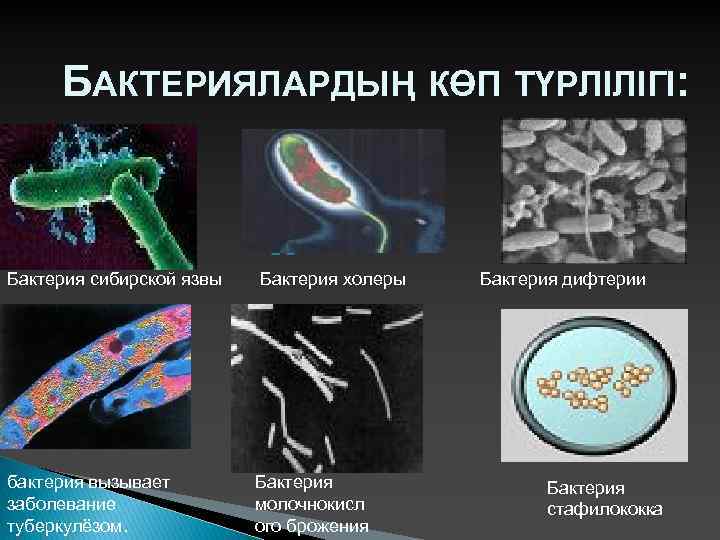 Выберите три заболевания вызванные бактериями. Бактериялардың пішіндері презентация. Вегетативные бескапсульные клетки сибиреязвенного микроба. Антигенные свойства холеры.