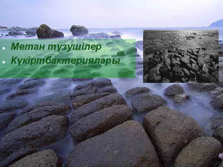 ● ● Метан түзушілер Күкіртбактериялары 