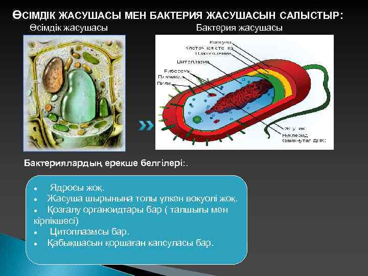 ӨСІМДІК ЖАСУШАСЫ МЕН БАКТЕРИЯ ЖАСУШАСЫН САЛЫСТЫР: Өсімдік жасушасы Бактериялардың ерекше белгілері: . Ядросы жоқ.