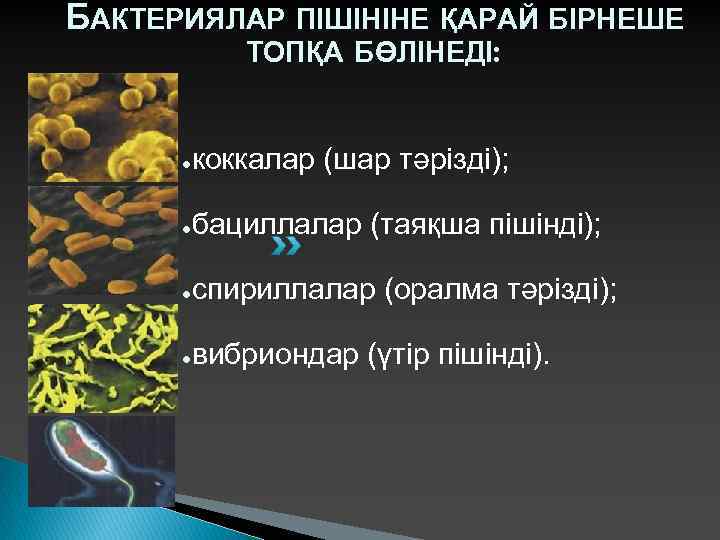 БАКТЕРИЯЛАР ПІШІНІНЕ ҚАРАЙ БІРНЕШЕ ТОПҚА БӨЛІНЕДІ: ● ● коккалар (шар тәрізді); бациллалар (таяқша пішінді);