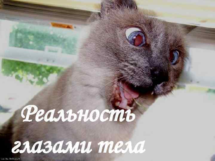 Реальность глазами тела 