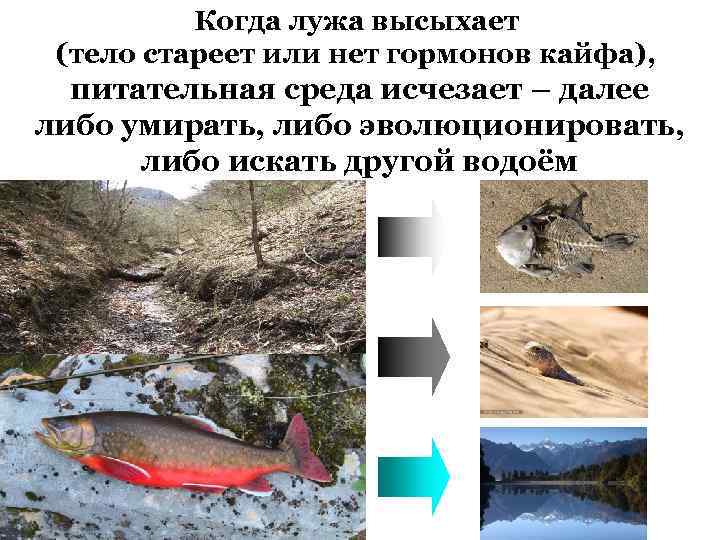 Когда лужа высыхает (тело стареет или нет гормонов кайфа), питательная среда исчезает – далее