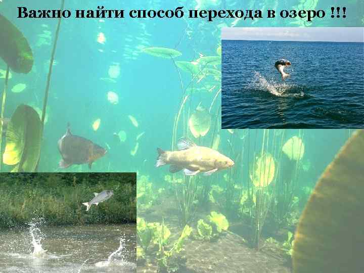 Важно найти способ перехода в озеро !!! 