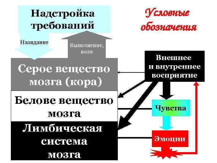 Надстройка требований Назидание Выполнение, воля Серое вещество мозга (кора) Белове вещество мозга Лимбическая система