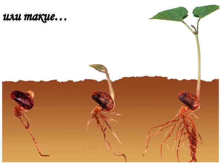 или такие… 