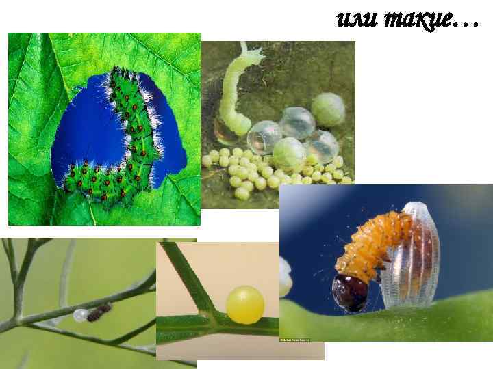 или такие… 