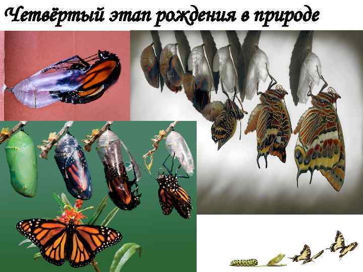 Четвёртый этап рождения в природе 