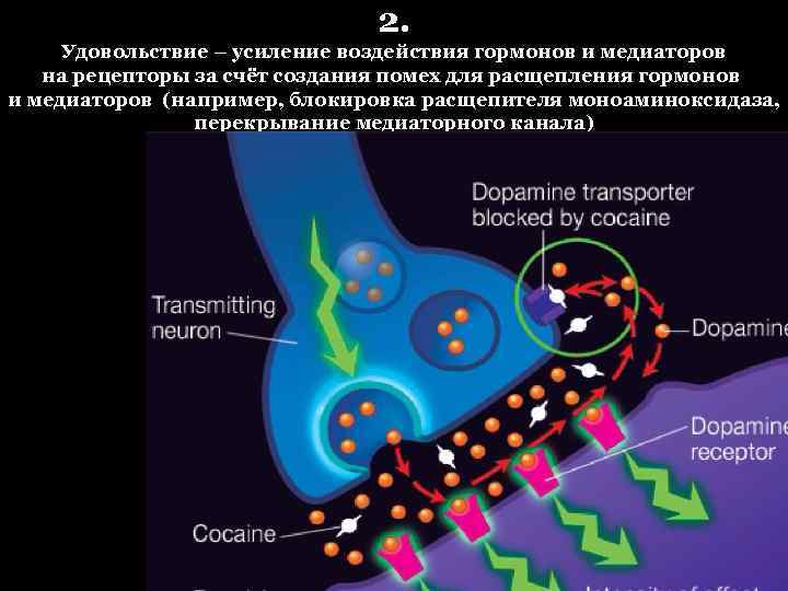 2. Удовольствие – усиление воздействия гормонов и медиаторов на рецепторы за счёт создания помех