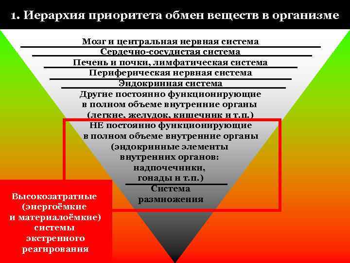 1. Иерархия приоритета обмен веществ в организме Мозг и центральная нервная система Сердечно-сосудистая система