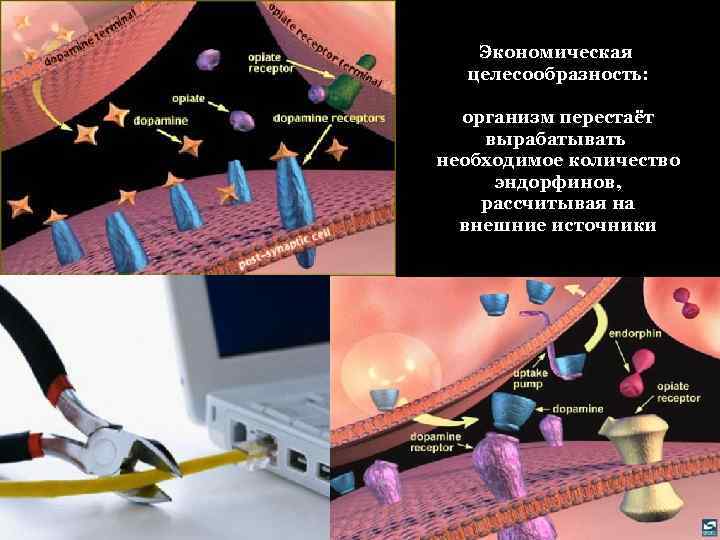 Экономическая целесообразность: организм перестаёт вырабатывать необходимое количество эндорфинов, рассчитывая на внешние источники 