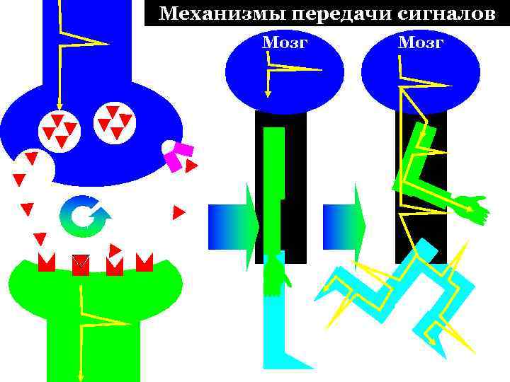 Механизмы передачи сигналов Мозг 