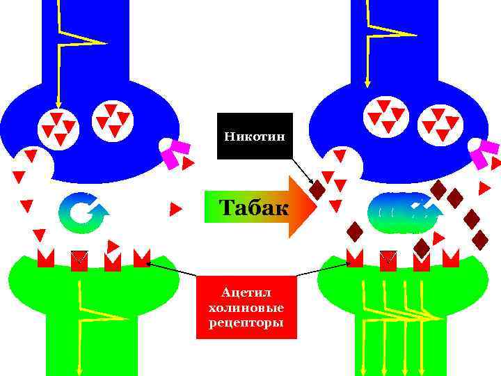 Никотин Табак Ацетил холиновые рецепторы 