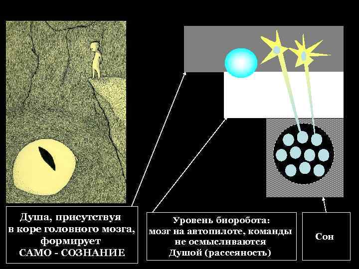 Душа, присутствуя в коре головного мозга, формирует САМО - СОЗНАНИЕ Уровень биоробота: мозг на