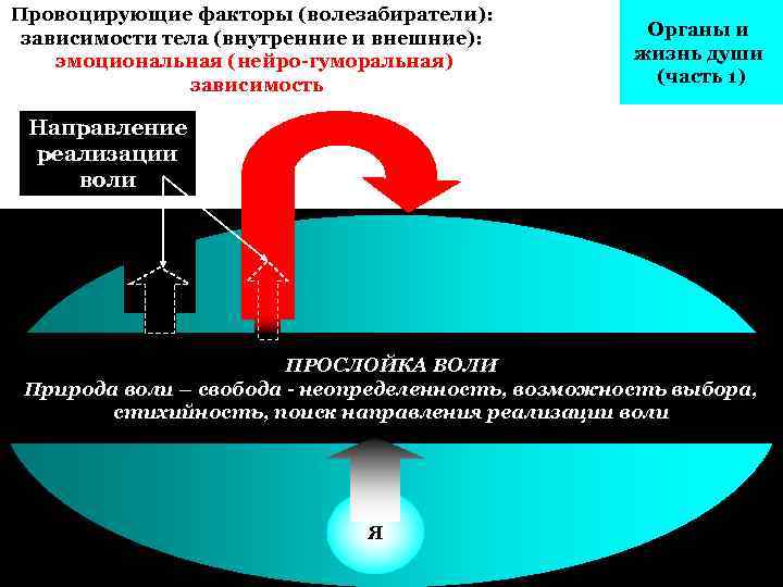 Провоцирующие факторы (волезабиратели): зависимости тела (внутренние и внешние): эмоциональная (нейро-гуморальная) зависимость Органы и жизнь