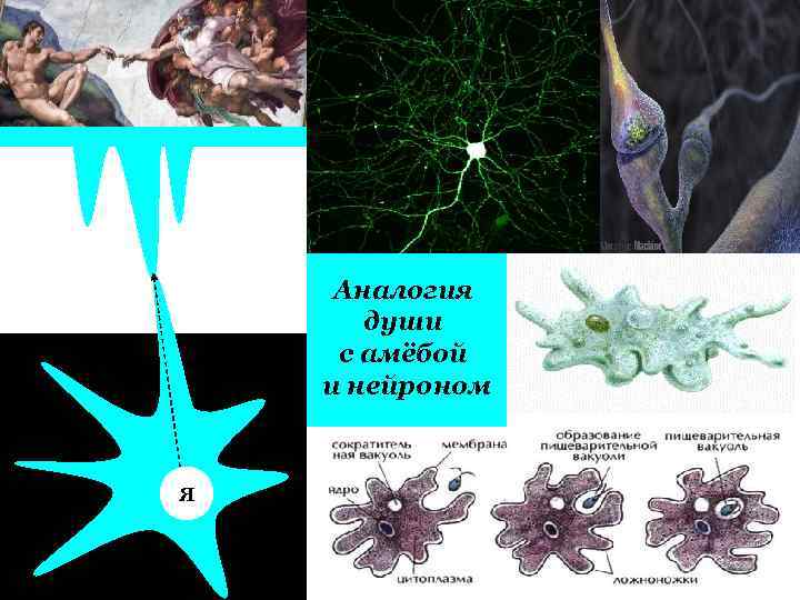 Аналогия души с амёбой и нейроном Я 