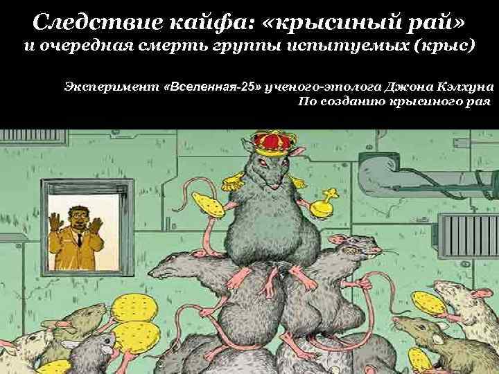 Следствие кайфа: «крысиный рай» и очередная смерть группы испытуемых (крыс) Эксперимент «Вселенная-25» ученого-этолога Джона