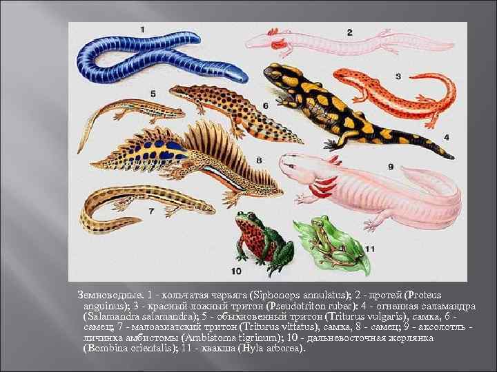 Земноводные. 1 - кольчатая червяга (Siphonops annulatus); 2 - протей (Proteus anguinus); 3 -