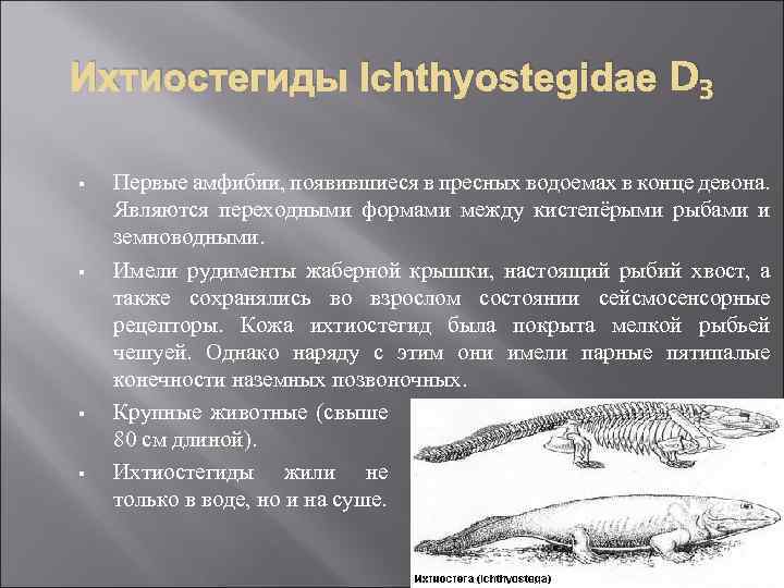 Ихтиостегиды Ichthyostegidae D 3 § § Первые амфибии, появившиеся в пресных водоемах в конце