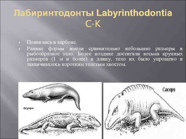 Лабиринтодонты Labyrinthodontia C-K § § Появились в карбоне. Ранние формы имели сравнительно небольшие размеры