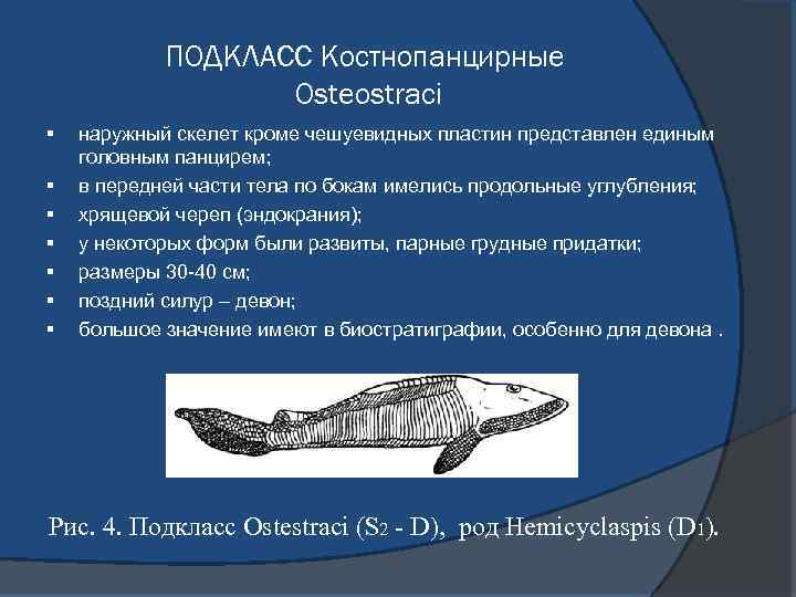 ПОДКЛАСС Костнопанцирные Osteostraci § § § § наружный скелет кроме чешуевидных пластин представлен единым