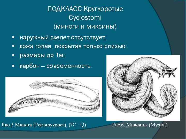 Миноги и миксины презентация