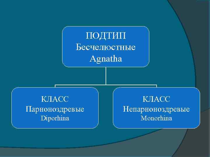 ПОДТИП Бесчелюстные Agnatha КЛАСС Парноноздревые КЛАСС Непарноноздревые Diporhina Monorhina 
